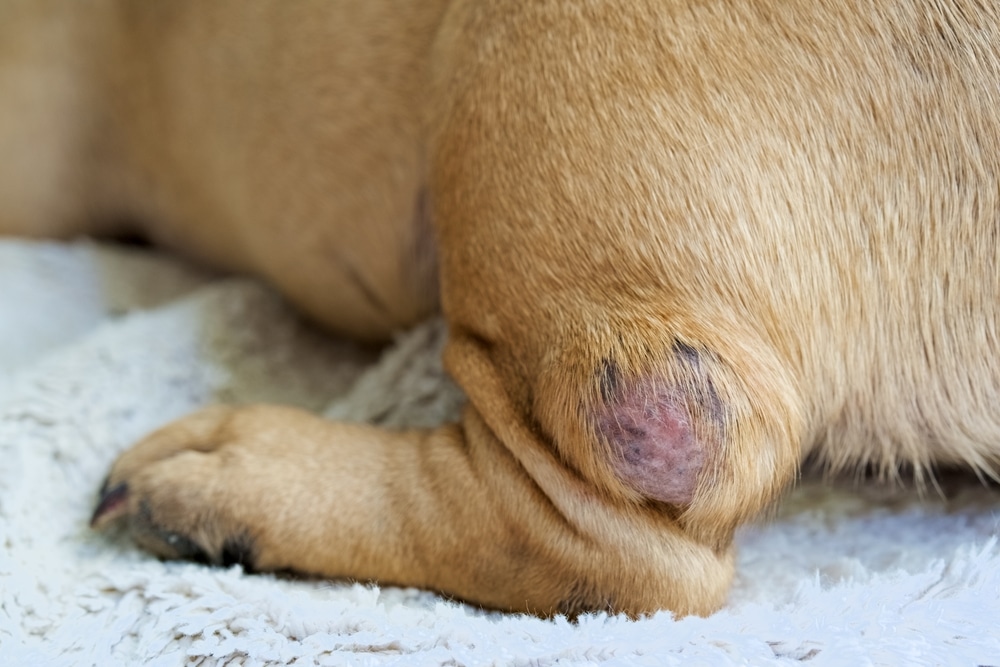 Dog with a cancerous growth on its leg undergoing veterinary evaluation.