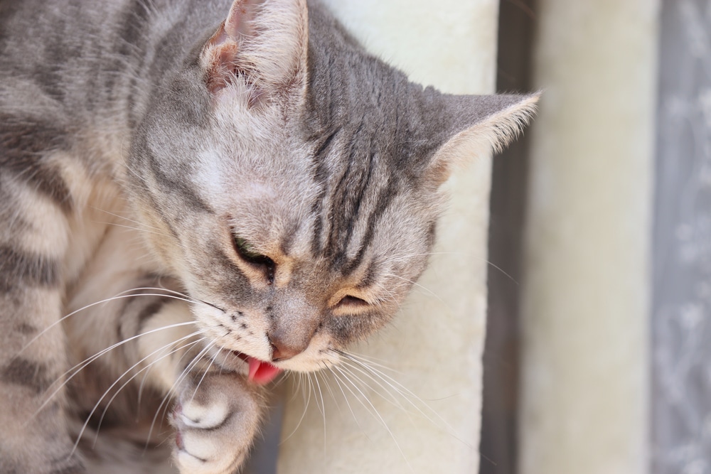 Cat showing signs of vomiting associated with a digestive health condition.