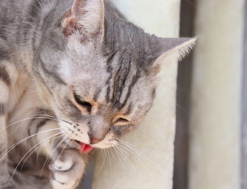 Is Your Pet Having a Mild Allergic Reaction or a Medical Emergency?