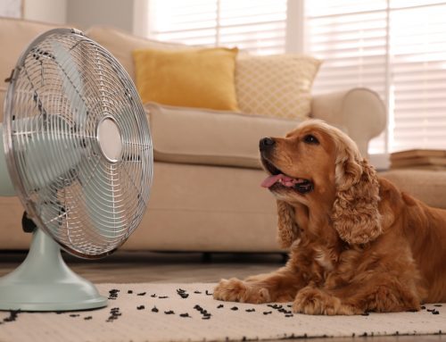Why Does Heat Stroke Still Need the ER After Cooling?