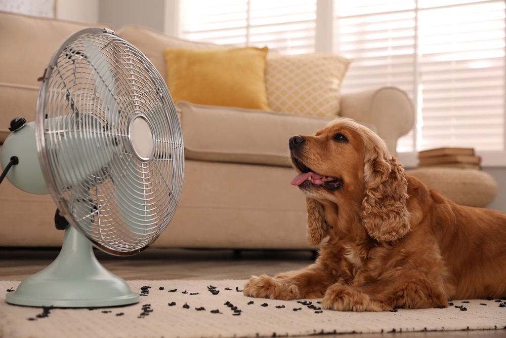 A fluffy golden Cocker Spaniel lies down on a textured rug in a living room, panting happily with its mouth open as it faces a vintage-style light green electric fan blowing cool air.