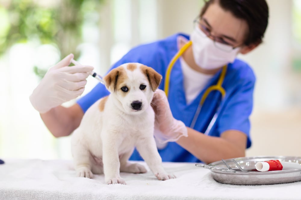 A veterinarian wearing a face mask and blue scrubs administers a vaccination shot to a white and brown puppy on an exam table.
