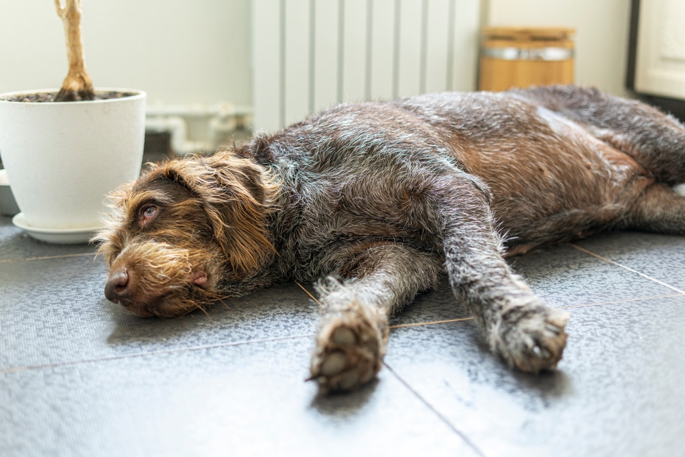 A wirehaired pointing dog lies completely flat and unresponsive on a dark tiled indoor floor next to a potted plant, showing signs of lethargy, fainting, or sudden collapse.
