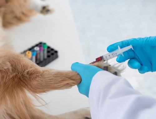 What Are Auto-Immune and Immune System Diseases in Dogs and Cats?
