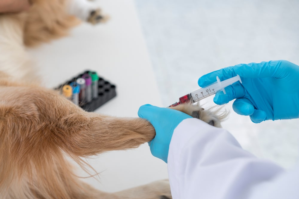 Veterinary technician performing blood sample analysis for pet diagnostic testing in a laboratory