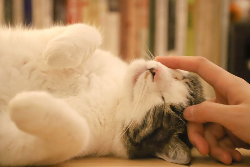 3 Common Causes of Pet Poisoning and How to Control Them Veterinary