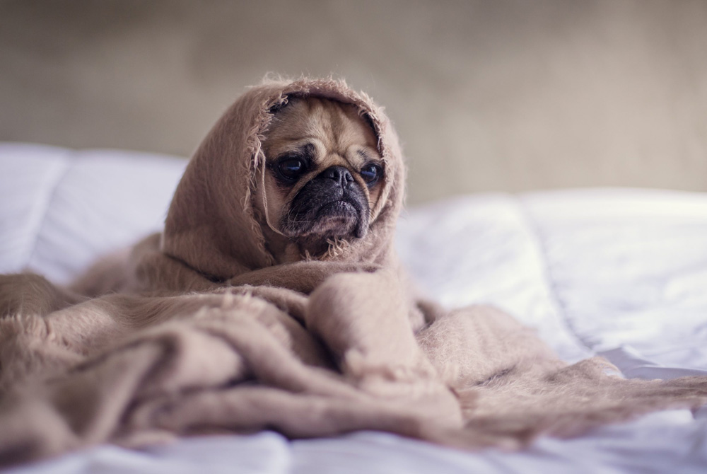 can humans get sick from dog flu