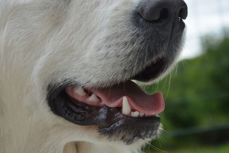 How to Prevent Mouth Issues in Pets Veterinary Specialty & Emergency