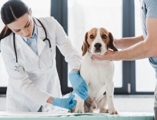 Signs Your Pet May Have Cancer