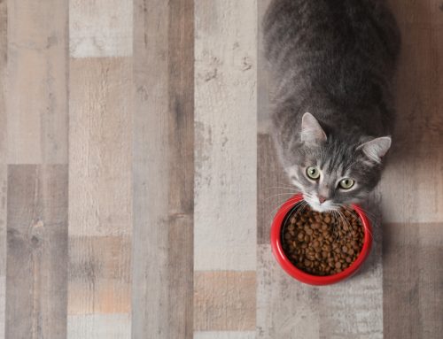 What Do Changes in My Pet’s Eating and Drinking Habits Mean?