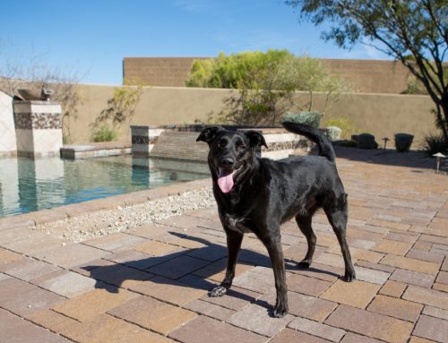 Arizona Heat Awareness for Pet Owners