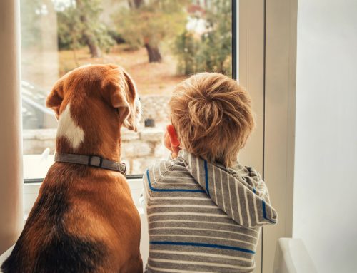 Kids and Pets: 5 Tips for Bite Prevention